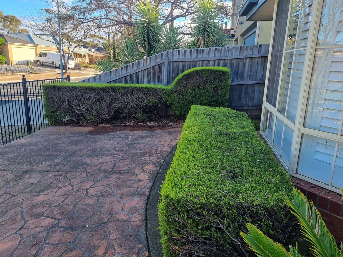 Professional Tree Trimming Services